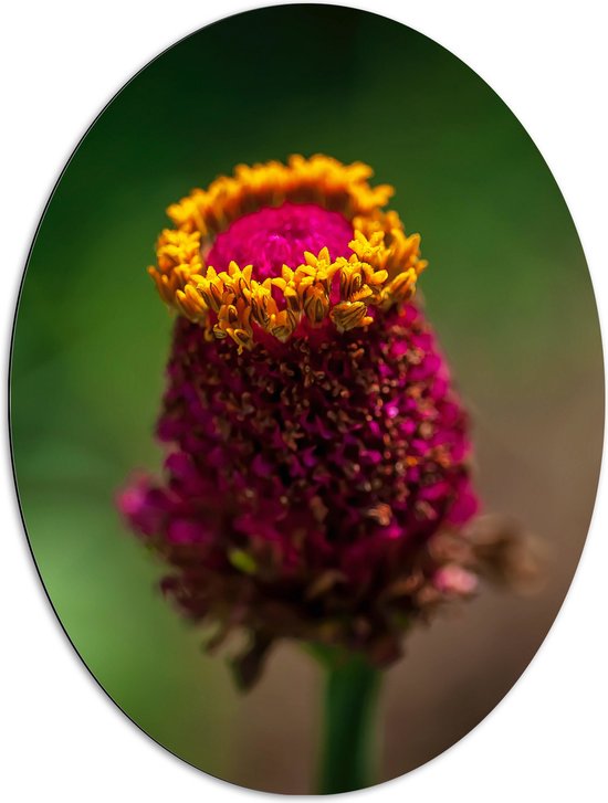 Dibond Ovaal - Natuur - Bloem - Plant - Geel - Roze - 72x96 cm Foto op Ovaal (Met Ophangsysteem)