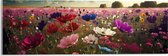 Acrylglas - Schapenwolken boven Veld Vol met Bloemen in Verschillende Kleuren - 60x20 cm Foto op Acrylglas (Met Ophangsysteem)