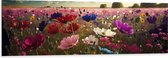 Dibond - Schapenwolken boven Veld Vol met Bloemen in Verschillende Kleuren - 150x50 cm Foto op Aluminium (Met Ophangsysteem)