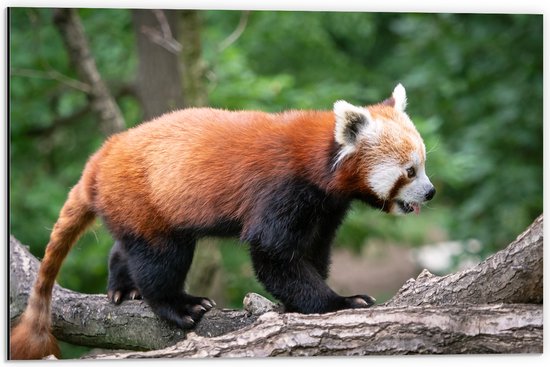 Dibond - Rode Panda Kruipend over Boomstammen in het Bos - 60x40 cm Foto op Aluminium (Wanddecoratie van metaal)