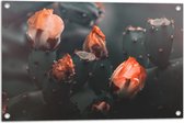 Tuinposter – Oranje Catusbloemen - 75x50 cm Foto op Tuinposter (wanddecoratie voor buiten en binnen)