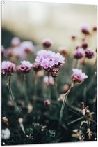 Tuinposter – Bloemen - Veld - Landschap - Natuur - Roze - 100x150 cm Foto op Tuinposter (wanddecoratie voor buiten en binnen)