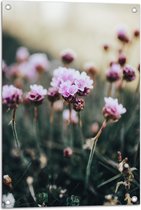 Tuinposter – Bloemen - Veld - Landschap - Natuur - Roze - 50x75 cm Foto op Tuinposter (wanddecoratie voor buiten en binnen)