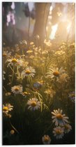 Dibond - Madeliefjes in het Gras - 50x100 cm Foto op Aluminium (Met Ophangsysteem)