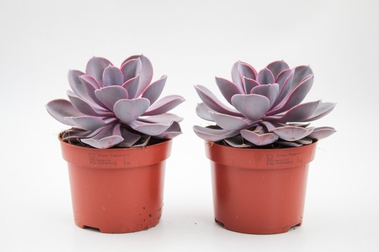 Echeveria – Purple Pearl – Set van 2 stuks