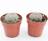 Ikhebeencactus | Euphorbia obesa | Bijzondere plant | set van 2 stuks | 8.5cm