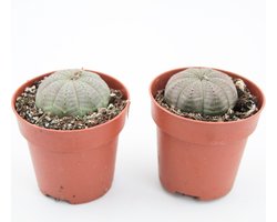 Ikhebeencactus | Euphorbia obesa | Bijzondere plant | Zee-egel plant | set van 2 stuks | 8.5cm