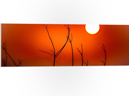 PVC Schuimplaat - Takken - Natuur - Zon - Rood - 90x30 cm Foto op PVC Schuimplaat (Met Ophangsysteem)