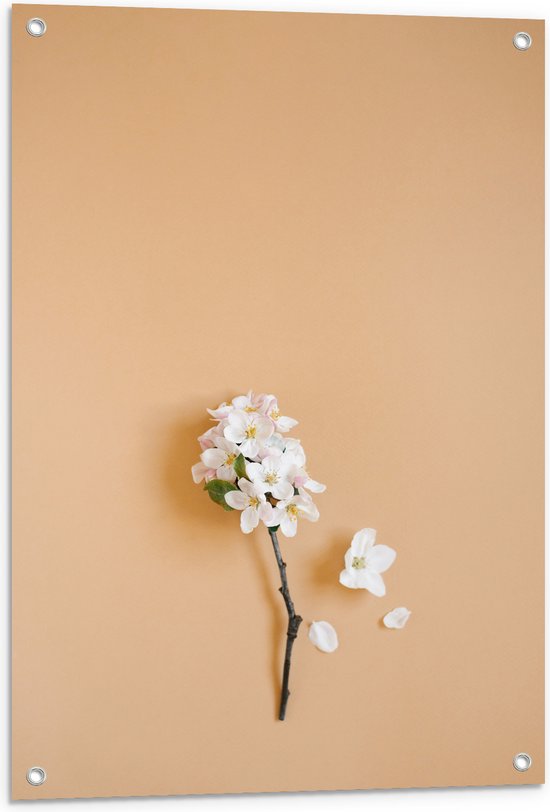 Tuinposter – Tak met Witte Bloemetjes op Oranje Achtergrond - 60x90 cm Foto op Tuinposter (wanddecoratie voor buiten en binnen)