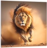 PVC Schuimplaat- Aanstormende Mannetjes Leeuw door het Afrikaanse Landschap - 100x100 cm Foto op PVC Schuimplaat