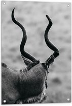 Tuinposter – Achteraanzicht van Antilope (Zwart-wit) - 60x90 cm Foto op Tuinposter (wanddecoratie voor buiten en binnen)