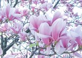Flowers Magnolia  Photo Wallcovering