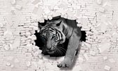 Papier peint photo Polaire | 3D, tigre | Gris | 368x254cm (lxh)