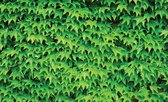 Fotobehang - Vlies Behang - Groene Bladeren Muur - 312 x 219 cm