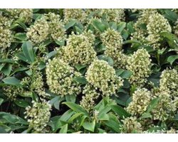 Skimmia confusa 'Kew Green' - Skimmia 25 - 30 cm in pot