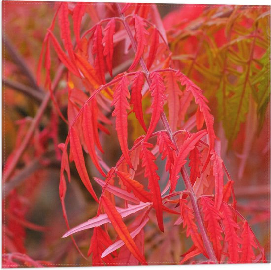 Vlag - Planten - Bladeren - Rood - Natuur - 50x50 cm Foto op Polyester Vlag