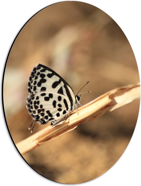 Dibond Ovaal - Wit met Zwart Gestipte Vlinder op Dunne Tak - 30x40 cm Foto op Ovaal (Met Ophangsysteem)