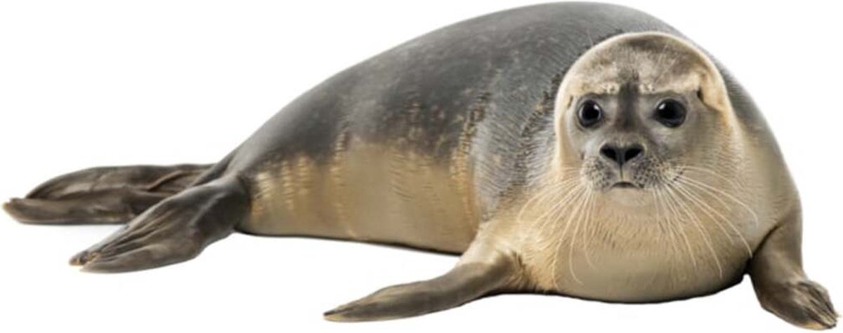 Muursticker Zeehond XXL
