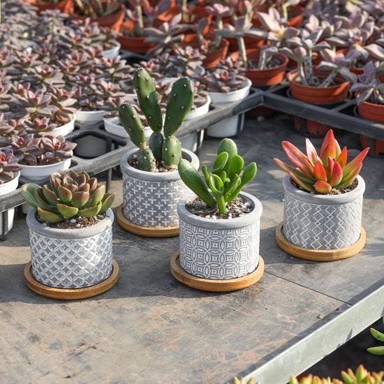 Witte Bloempot Kopen? Koop Online Of In De Winkel
