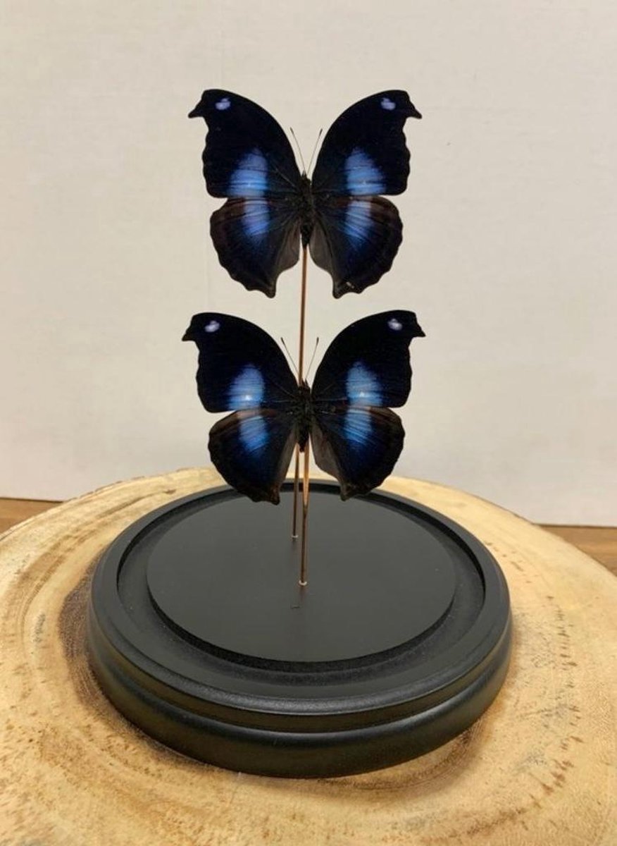 Opgezette Vlinders in Stolp - Vlinder In Glazen Stolp - Vlinderstolp Glas - Bruin - 30 cm