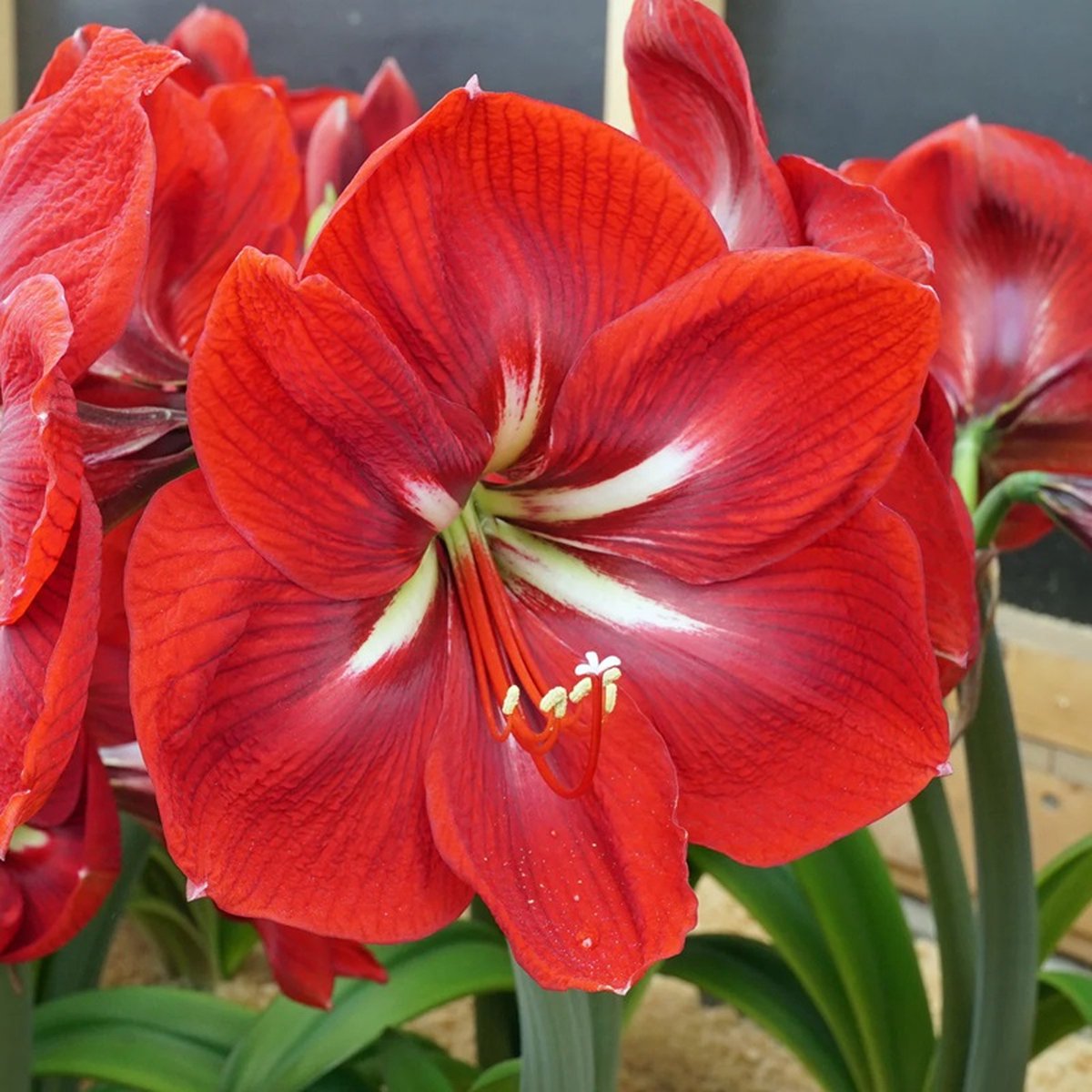 Amaryllis Happy Grandise