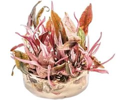 Moerings Cryptocoryne Flamingo | In vitro cup Waterplant