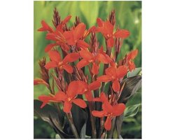 Moerings Canna Rood | Bloemriet | In 25CM Mand