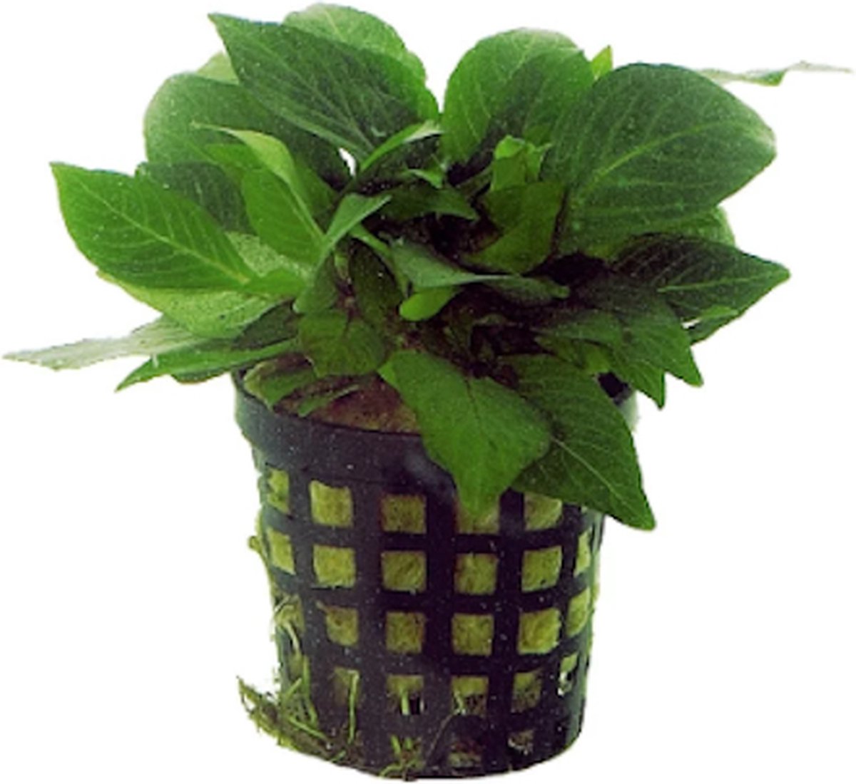 Aquafleur Nomaphila Siamensis Parvifolia in 5 cm pot