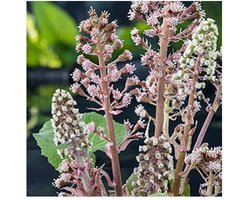 Moerings Petasites Hybridus | Groot hoefblad | In 18CM Mand Kant en Klaar