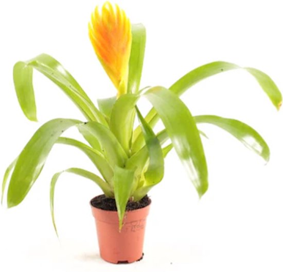 10 kamerplanten voor in de schaduw 5 Vriesea Bromelia