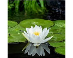Moerings Nymphaea Albatros | Waterlelie | In 11CM pot