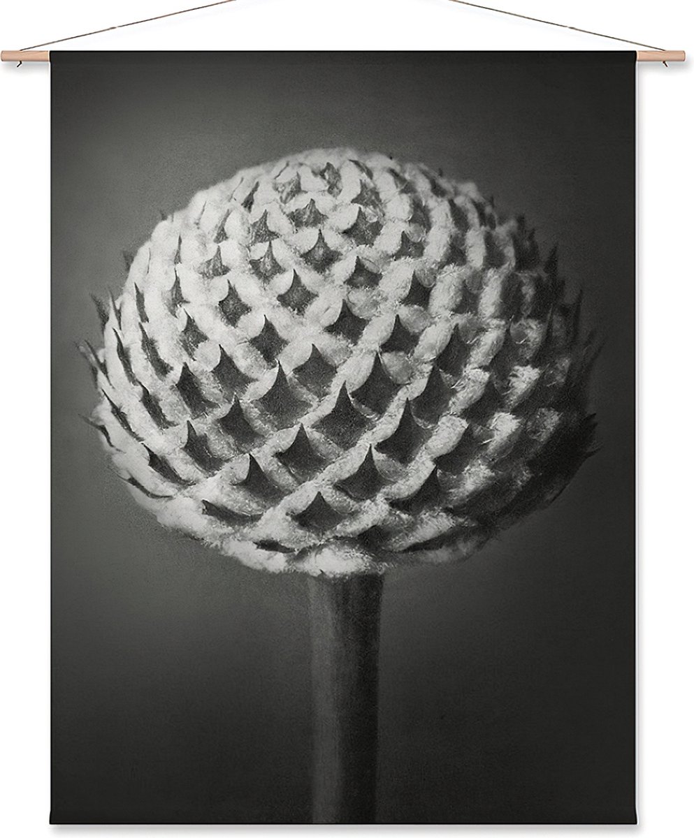 Wanddoek Kleine kaardebol - Karl Blossfeldt (zonder houten stokken)