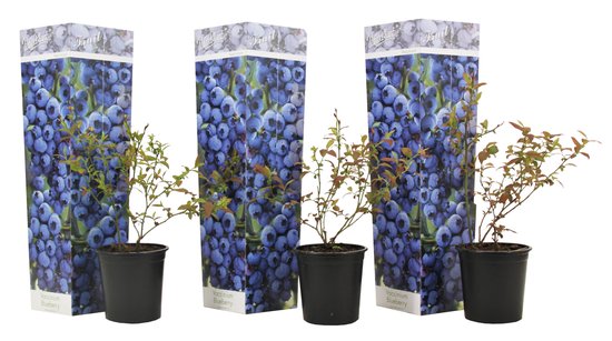 Drie Vaccinium bosbessenplanten in potten met omhulsel van blauwe bessen.