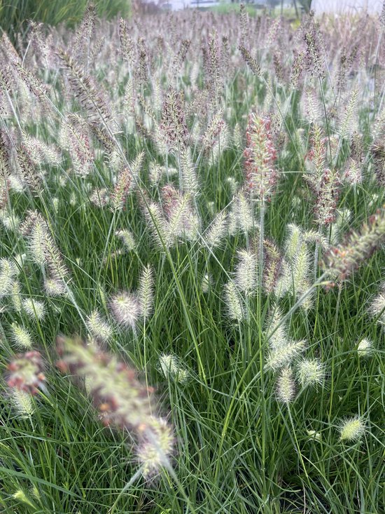 24 x Pennisetum Little Bunny - Dwerg Lampenpoetsersgras in 9x9cm pot