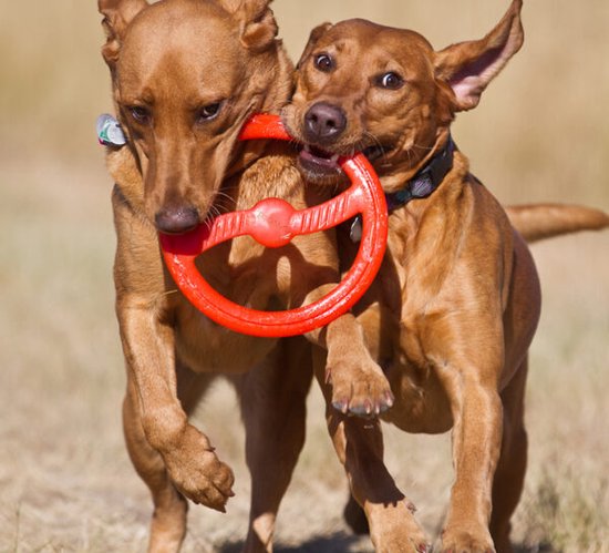 Twee bruine honden spelen met een oranje Bionic Toss-N-Tug ring.