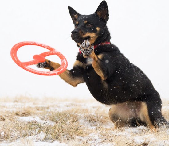 Een zwart-bruine hond in de sneeuw vangt een oranje Bionic Toss-N-Tug ring met zijn poten.
