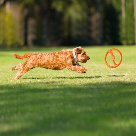 Een bruine hond rent op een gazon achter een oranje Bionic Toss-N-Tug ring aan.