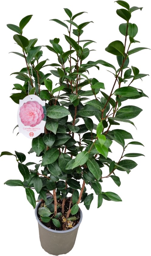 Camellia japonica Roze XXL - Japanse roos - Camellia plant winterhard - Pot  19cm -... | bol