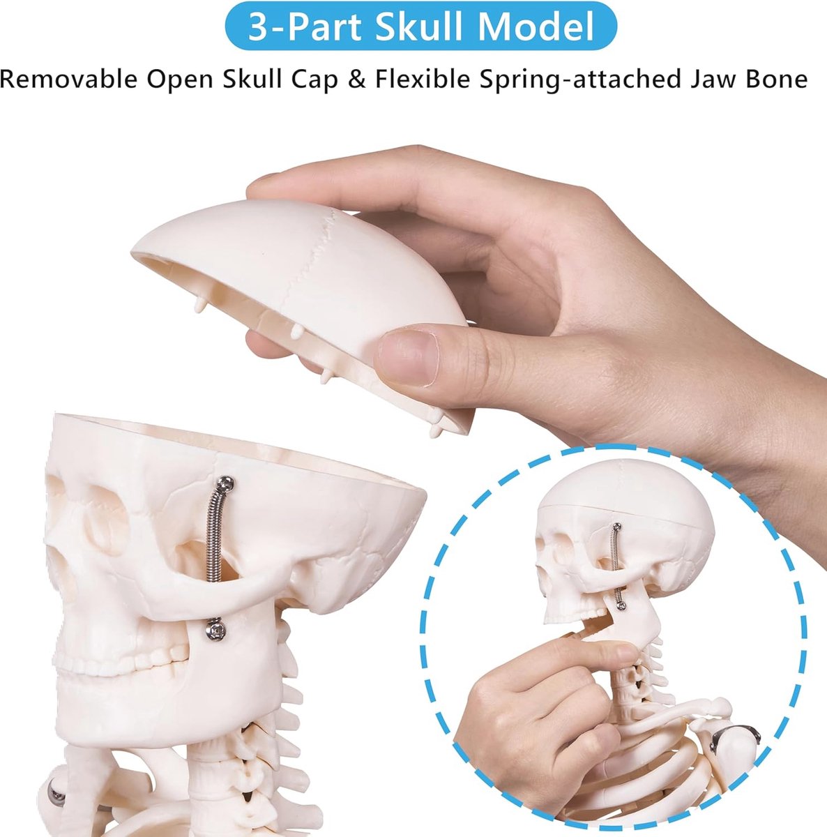 Mini anatomisch skelet model - 33,4 inch met beweegbare ledematen en metalen standaard