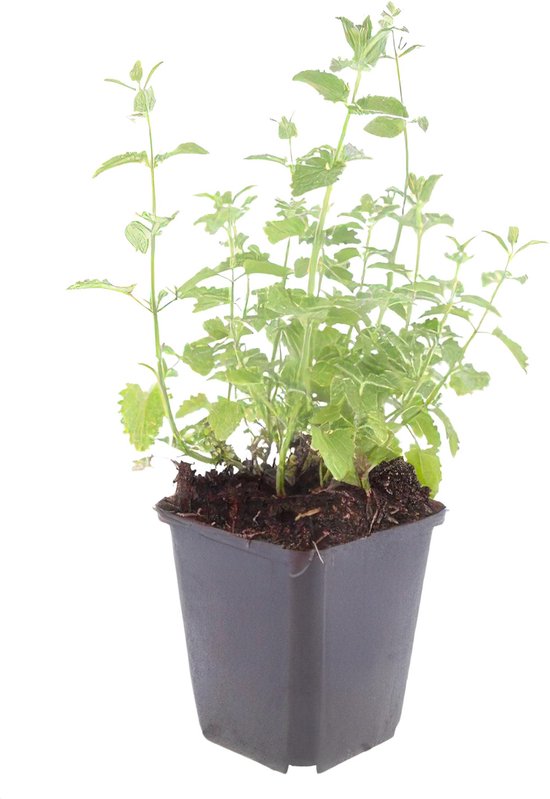 Tuinplantenshop.com | Nepeta ' Giant des Six Collines' | 6 pièces - Ø9cm - 10-25cm de haut - Plante de jardin