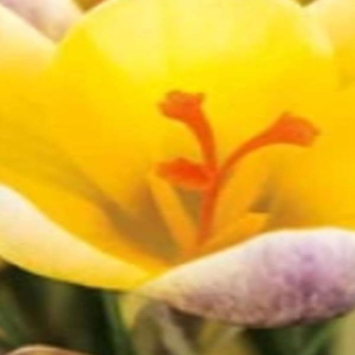 JUB - Crocus Advance