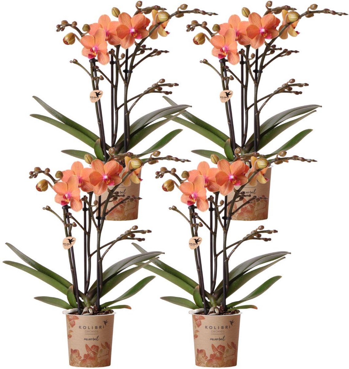 Green Harmony | COMBI DEAL van 4 oranje Phalaenopsis orchideeën - Bolzano - potmaat Ø9cm | bloeiende kamerplant - vers van de kweker