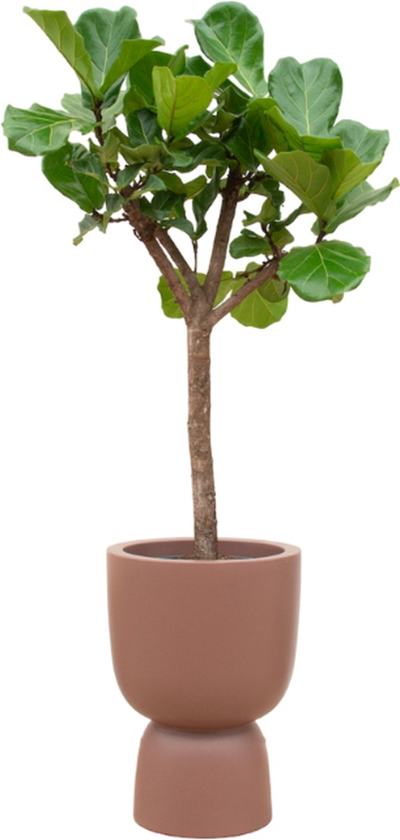 Green Harmony | Ficus Lyrata boom inclusief elho Pure Coupe bruin Ø41 - 210 cm