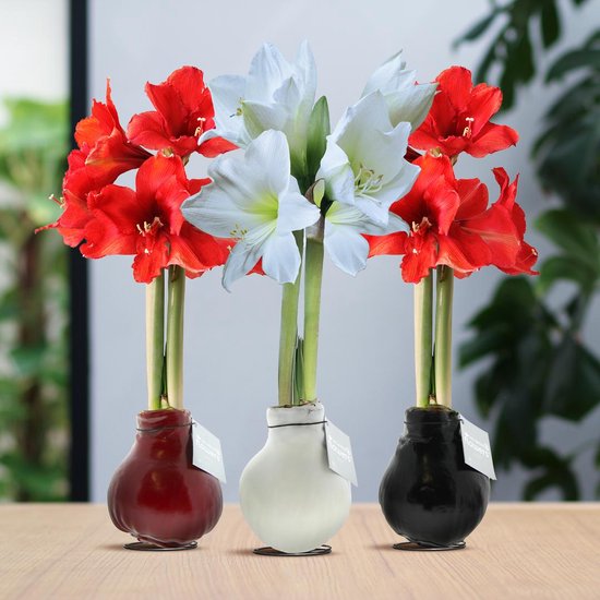 Dutch Bulbs Amaryllis Wax Bol - Bloembollen - 2 stuks - Groen