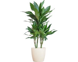 Green Harmony | Dracaena Janet Lindt met Viber wit - 95cm - Ø21
