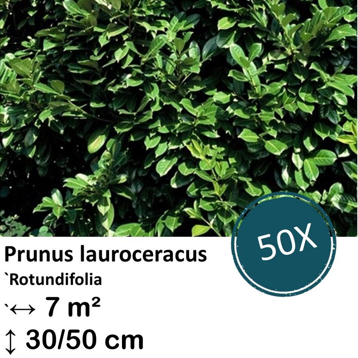 Green Harmony| Prunus lauroceracus `Rotundifolia`- 30-50cm - kale wortel