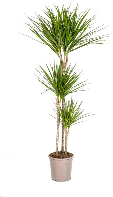 De Groene Drakenboom, Smalle, Puntige, Diep Groene Bladeren.Tropische Uitstraling, Groene Kamerplant, Dracaena Marginata Green Ø24cm - 140cm