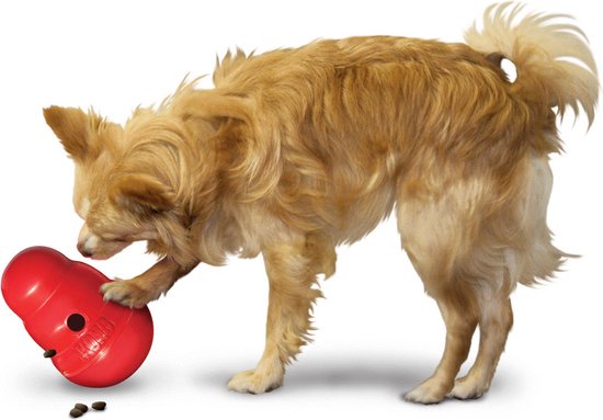 Een bruine, pluizige hond duwt met zijn poot tegen een rood Kong-speeltje op een witte ondergrond.