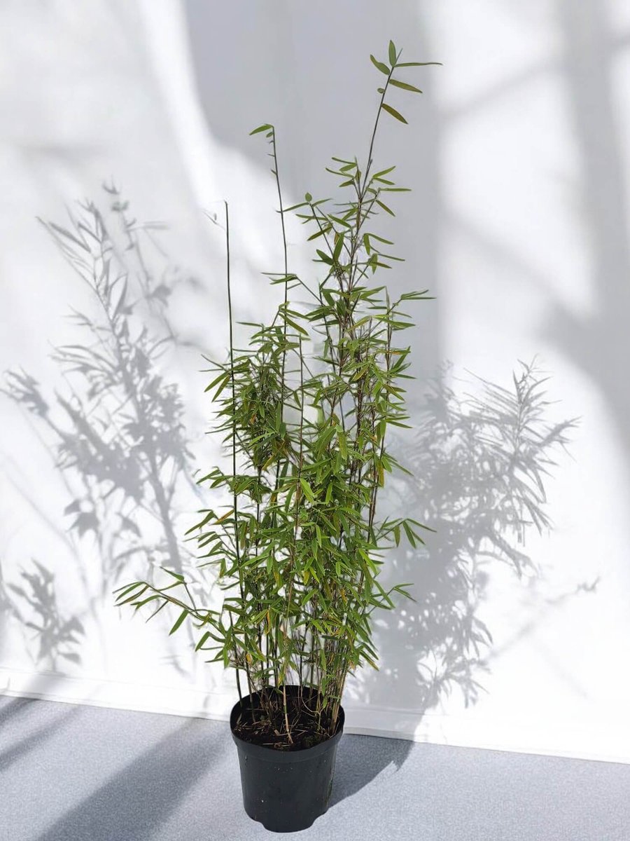 Fargesia Jiuzhaigou 1 - Set van 8 - Niet woekerende Rode Bamboe - 90+ cm in 2.5 Liter pot (18 cm diameter) - Winterhard - Groenblijvend - Bamboe planten - Fargesia - Bamboe en Siergrassen voor tuin (pot) en haag