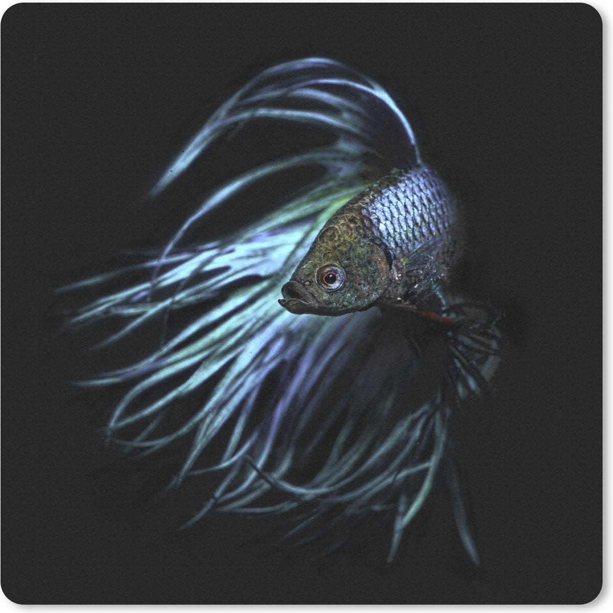 Muismat 20x20 cm - Mousepad Vis - Zeedieren - Blauw - Zwart - Muismatten